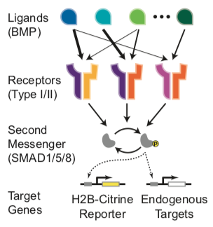 Figure 1A