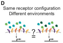 Figure 1D