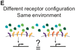 Figure 1E: BMP Ligands Exhibit Combinatorial Effects